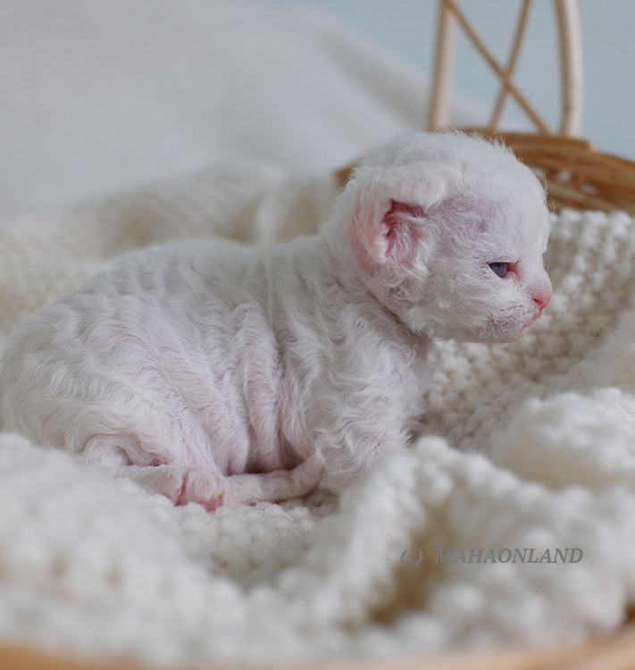 devon rex kitten Mahaonland devon rex kittens